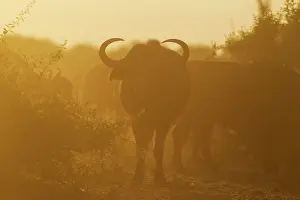 Caffer: Cape Buffalo - bull in the back light of the early morning