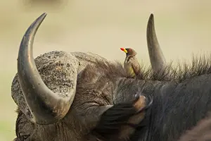 Caffer: Cape Buffalo - bull with Yellow-billed Oxpecker