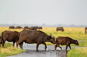 Caffer: Cape Buffalo - female with calf crossing a stream