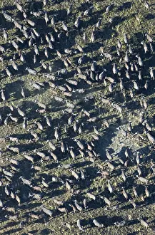 Buffalos: Cape Buffalo - herd - aerial view - Okavango Delta