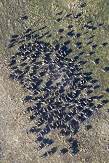 Buffalos: Cape Buffalo - herd - aerial view - Okavango Delta