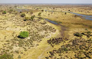 Gomoti: Cape Buffalo herd at the Gomoti River the white
