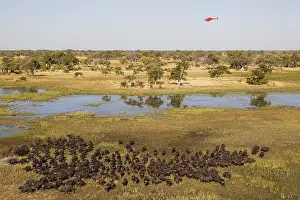 Helicopter: Cape Buffalo - herd at a marsh area - the helicopter