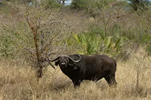 Meru: Cape Buffalo, Meru National Park, Kenya