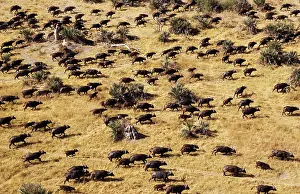 Roaming: Cape Buffalo roaming herd aerial view