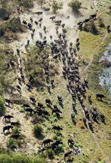 Roaming: Cape Buffalo roaming herd aerial view