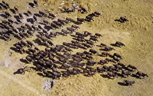 Roaming: Cape Buffalo roaming herd with Cattle Egrets (Bubulcus