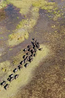 Roaming: Cape Buffalo roaming herd in a freshwater marsh