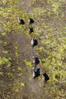 Roaming: Cape Buffalo roaming herd in a freshwater marsh aerial view
