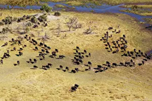 Gomoti: Cape Buffalo roaming herd at the Gomoti River aerial view