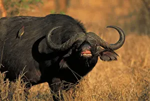 John Cancalosi: Cape Buffalo - Showing teeth. With Red-billed