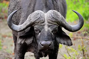 Caffer: Cape buffalo (Syncerus caffer), adult, animal portrait