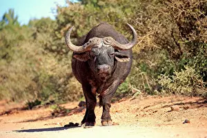 Caffer: Cape buffalo (Syncerus caffer), adult, Addo Elephant