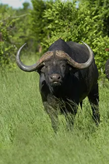 Hwange: Cape buffalo (Syncerus caffer caffer), Hwange