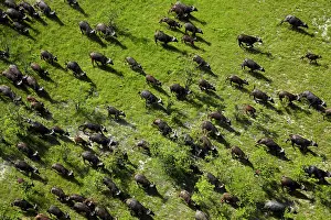 Endorheic: Cape buffalo (Syncerus caffer caffer), Okavango
