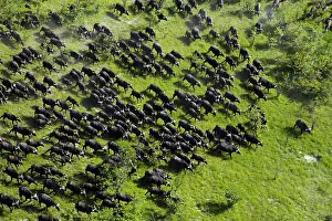 Stampede: Cape buffalo (Syncerus caffer caffer), Okavango