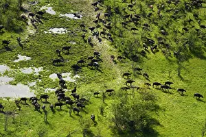 Endorheic: Cape buffalo (Syncerus caffer caffer), Okavango