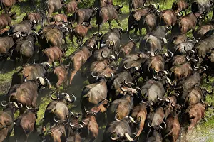 Stampede: Cape buffalo (Syncerus caffer caffer), Okavango