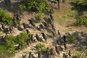 Stampede: Cape buffalo (Syncerus caffer caffer), Okavango