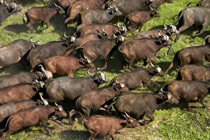 Stampede: Cape buffalo (Syncerus caffer caffer), Okavango
