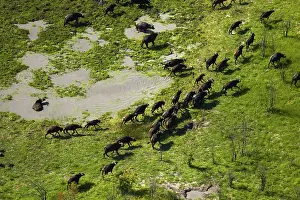 Endorheic: Cape buffalo (Syncerus caffer caffer), Okavango