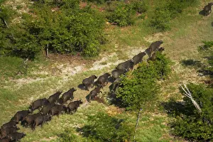 Endorheic: Cape buffalo (Syncerus caffer caffer), Okavango