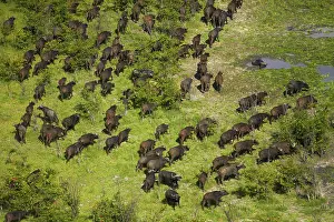 Endorheic: Cape buffalo (Syncerus caffer caffer), Okavango