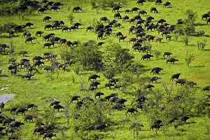 Endorheic: Cape buffalo (Syncerus caffer caffer), Okavango