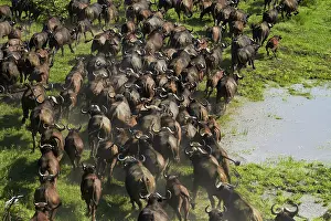 Stampede: Cape buffalo (Syncerus caffer caffer), Okavango