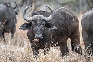 Nose: Cape buffalo (Syncerus caffer caffer) with yellow-billed oxpecker (Buphagus africanus) on the nose