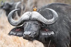 Buffalo: Cape buffalo (Syncerus caffer caffer) with yellowbill