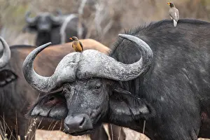 Buffalo: Cape buffalo (Syncerus caffer caffer) with yellowbill oxpecker (Buphagus africanus)