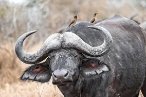 Buffalo: Cape buffalo (Syncerus caffer caffer) with yellowbill oxpecker (Buphagus africanus)