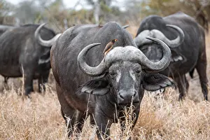 Buffalo: Cape buffalo (Syncerus caffer caffer) with yellowbill oxpecker (Buphagus africanus)