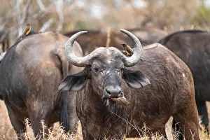 Buffalo: Cape buffalo (Syncerus caffer caffer) with yellowbill oxpecker (Buphagus africanus)