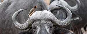 Buffalo: Cape buffalo (Syncerus caffer caffer) with yellowbill oxpecker (Buphagus africanus)