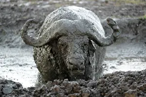 Buffalos: Cape buffalo (Syncerus caffer) covered with mud