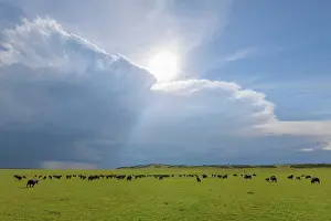 Caffer: Cape Buffalo (Syncerus caffer), herd, Masai Mara