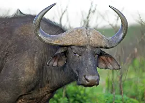 Hluhluwe: Cape buffalo (Syncerus caffer), portrait, Hluhluwe