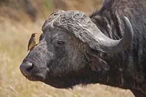 Erythrorhynchus: Cape Buffalo (Syncerus caffer) with Red-billed