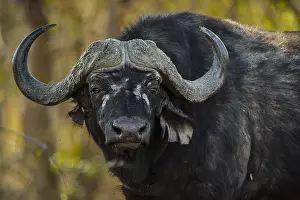 Buffalos: Cape buffalos (Syncerus caffer), animal portrait