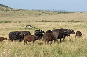 Buffalos: Cape Buffalos (Syncerus caffer), Masai Mara