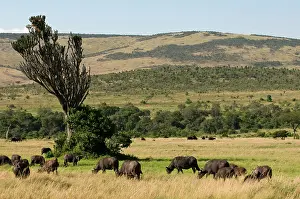 Buffalos: Cape Buffalos (Syncerus caffer), Masai Mara