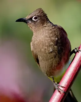 Capensis: Cape Bulbul at Bushman's Kloof in Western