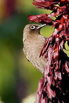 Capensis: Cape Bulbul at Bushman's Kloof in Western