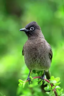 Capensis: Cape Bulbul (Pycnonotus capensis), adult, Addo Elephant