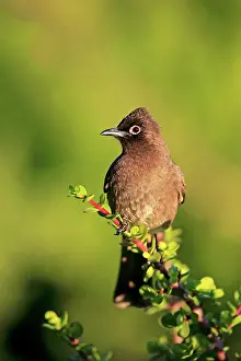 Capensis: Cape Bulbul (Pycnonotus capensis), adult, Addo Elephant