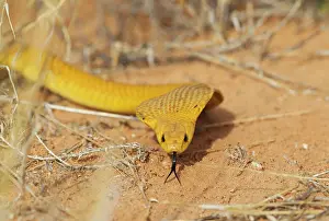 Deadly: Cape Coba. Hunting and spreading its broad hood