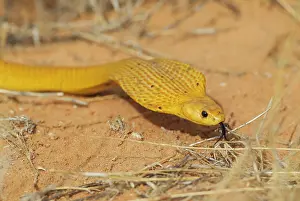 Deadly: Cape Coba. Hunting and spreading its broad hood