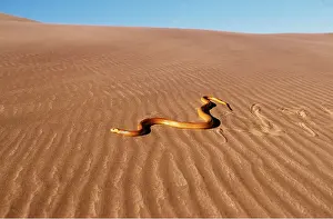 Tracks: CAPE COBRA - moving across desert
